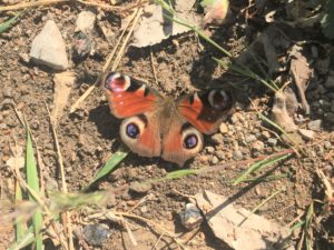 papillon dans la nature