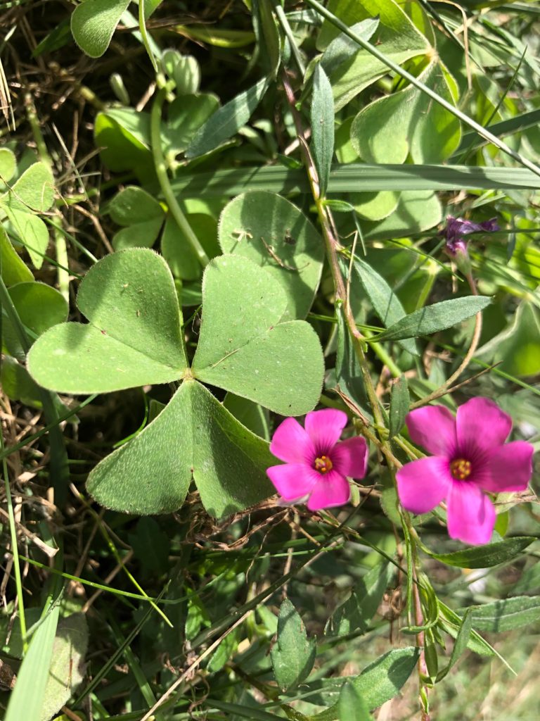 trèfle à trois feuilles dans la nature