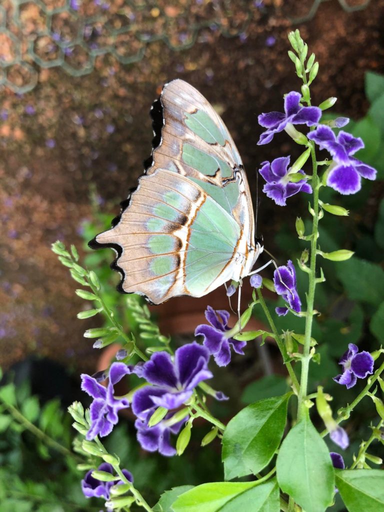 photo d'un papillon dans la naure