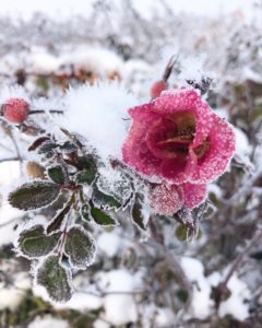 Rose gelée dans la neige