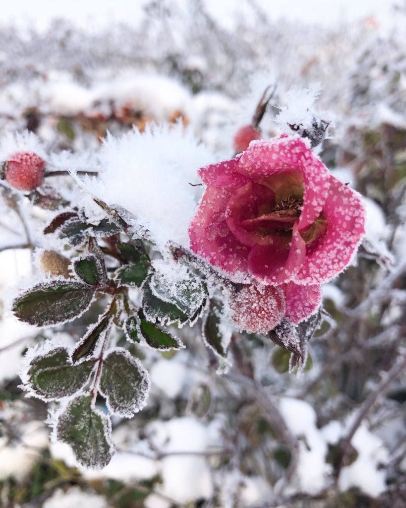 Rose gelée dans la neige