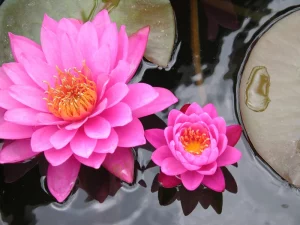 Fleurs de lotus roses dans l'eau